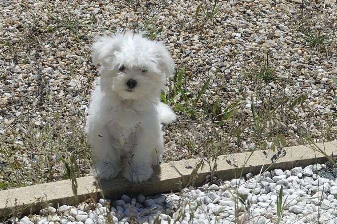 du Domaine des Ecorces - Chiots disponibles - Bichon maltais