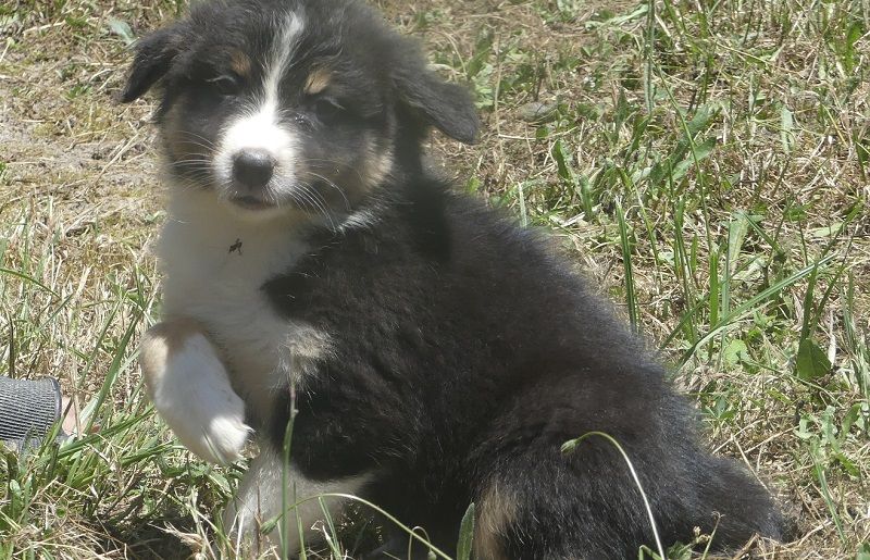 du Domaine des Ecorces - Chiots disponibles - Berger Australien