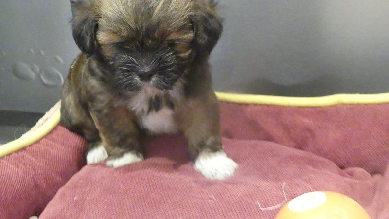 du Domaine des Ecorces - Chiots disponibles - Lhassa Apso