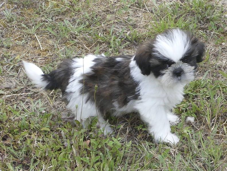 du Domaine des Ecorces - Chiots disponibles - Shih Tzu