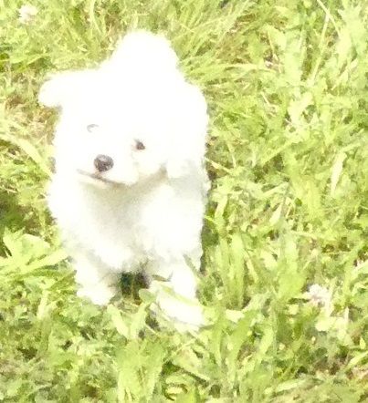 du Domaine des Ecorces - Chiots disponibles - Bichon Frise