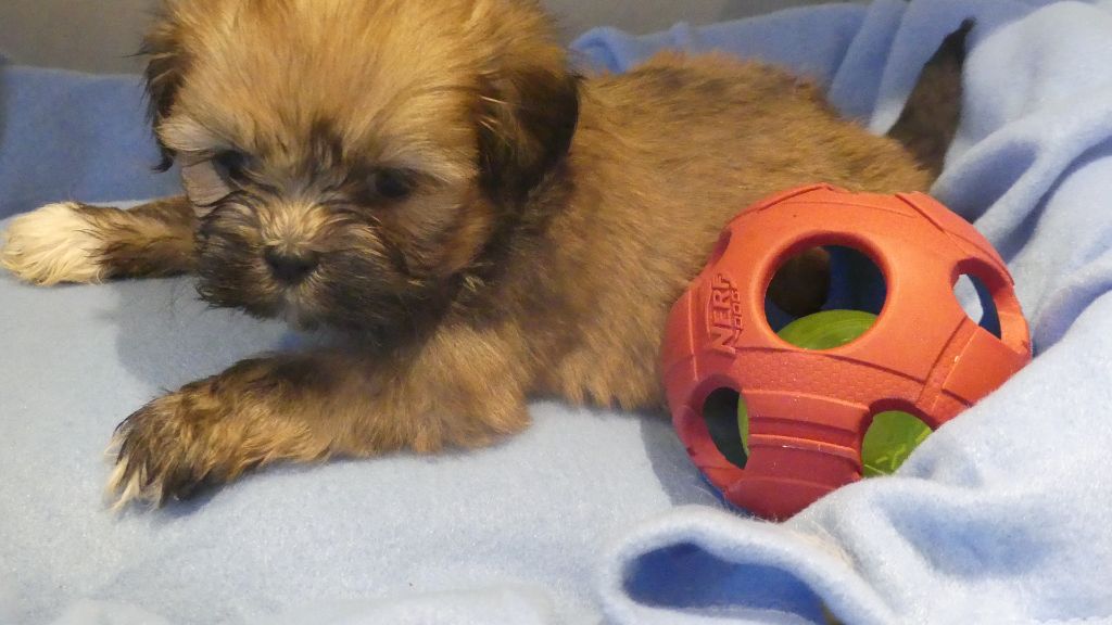 du Domaine des Ecorces - Chiots disponibles - Lhassa Apso