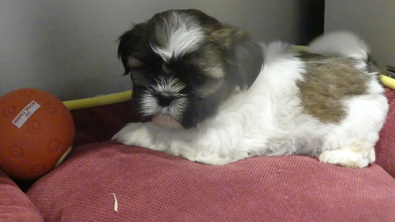 du Domaine des Ecorces - Chiots disponibles - Shih Tzu