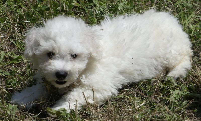 du Domaine des Ecorces - Chiots disponibles - Bichon Frise
