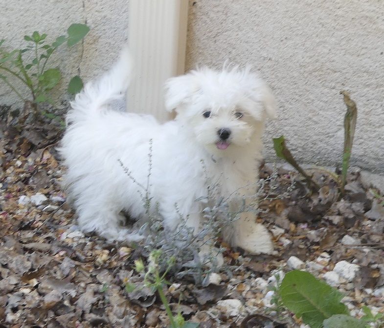 du Domaine des Ecorces - Chiots disponibles - Bichon maltais