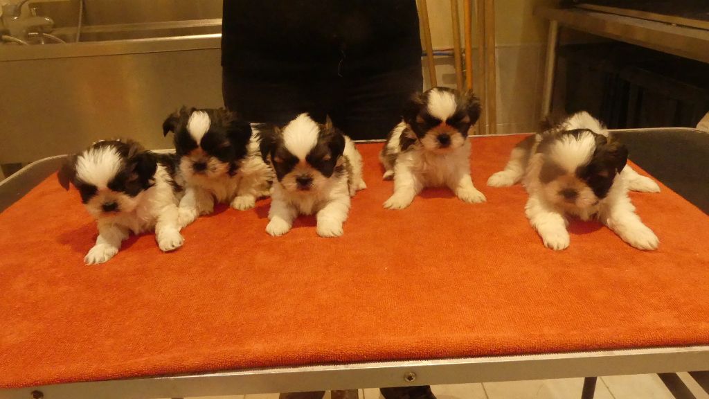 Chiot Shih Tzu du Domaine des Ecorces