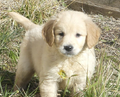 CHIOT 5