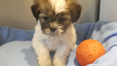 CHIOT 6