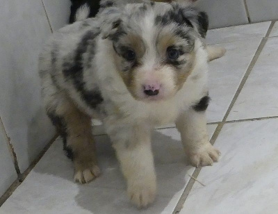 CHIOT 4
