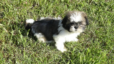 CHIOT 3