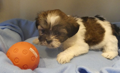 CHIOT 5