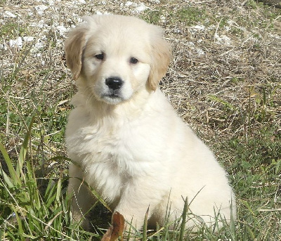 CHIOT 6