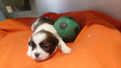 Chiot N°1