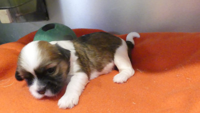 Chiot N°2
