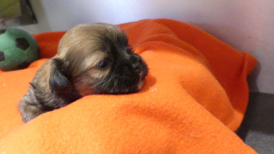 Chiot N°3