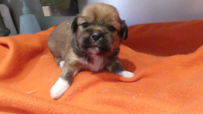 Chiot N°4