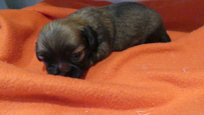 Chiot N°5
