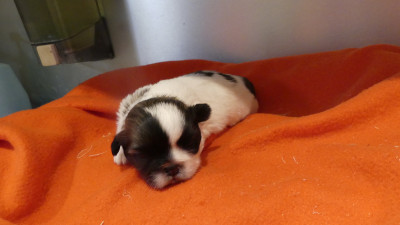 Chiot N°1