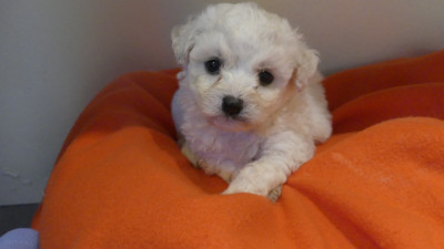 Chiot N°2
