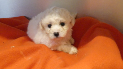 Chiot N°3