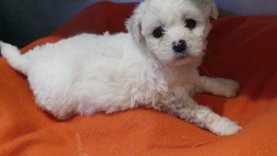 Chiot N°4
