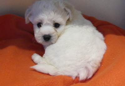 Chiot N°5