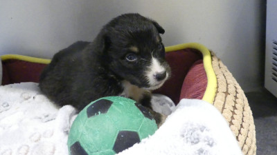 Chiot N°1