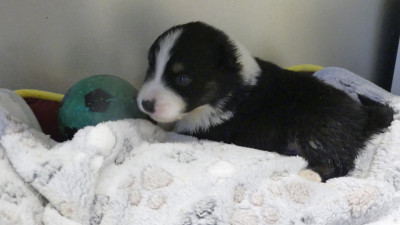 Chiot N°2