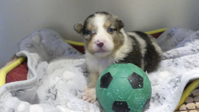 Chiot N°4