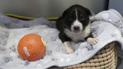 Chiot N°6