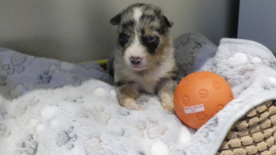 Chiot N°8