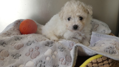 Chiot N°1