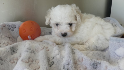 Chiot N°2