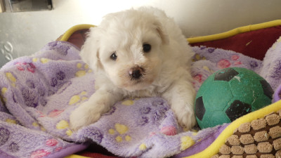 Chiot N°1