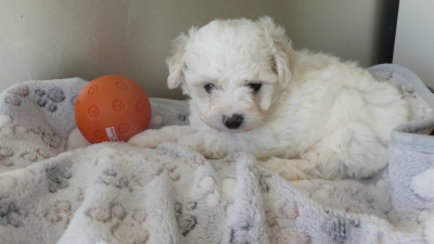 Chiot N°2