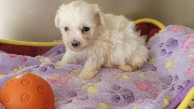 Chiot N°6