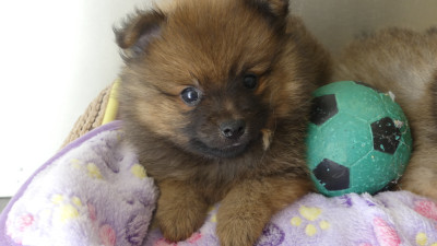 Chiot N°1