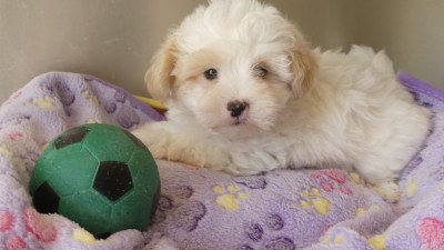 Chiot N°2