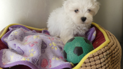 Chiot N°1