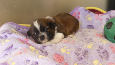 Chiot N°1