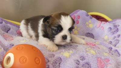 Chiot N°2