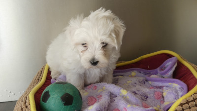 Chiot N°3