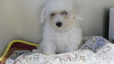 BABOUCHE