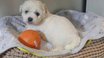 Chiot N°4