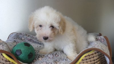 Chiot N°1