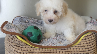 Chiot N°2
