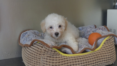 Chiot N°3