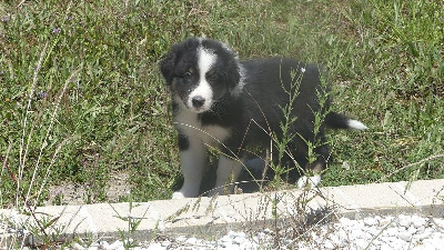 CHIOT 3