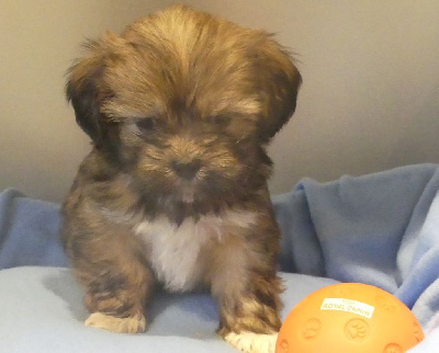 CHIOT 4
