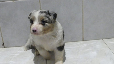 CHIOT 3